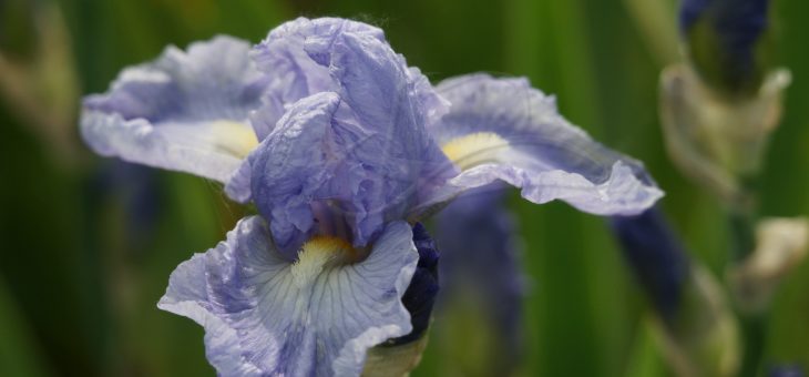 Les iris de Champigny sur Veude
